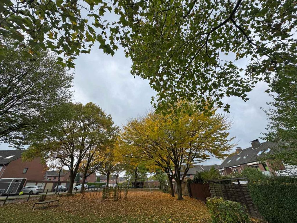 Spielplatz-in-Schermbeck-wegen-asiatischer-Hornisse-gesperrt