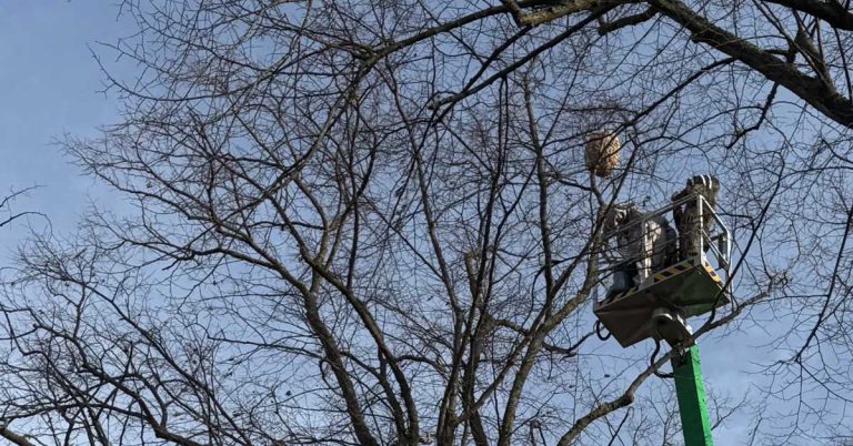 Gemeinde Schermbeck hat zwei Hornissennester in Gahlen und an der Marellenkämpe entfernt