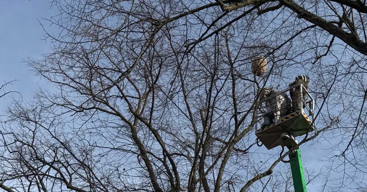 Gemeinde Schermbeck hat zwei Hornissennester in Gahlen und an der Marellenkämpe entfernt