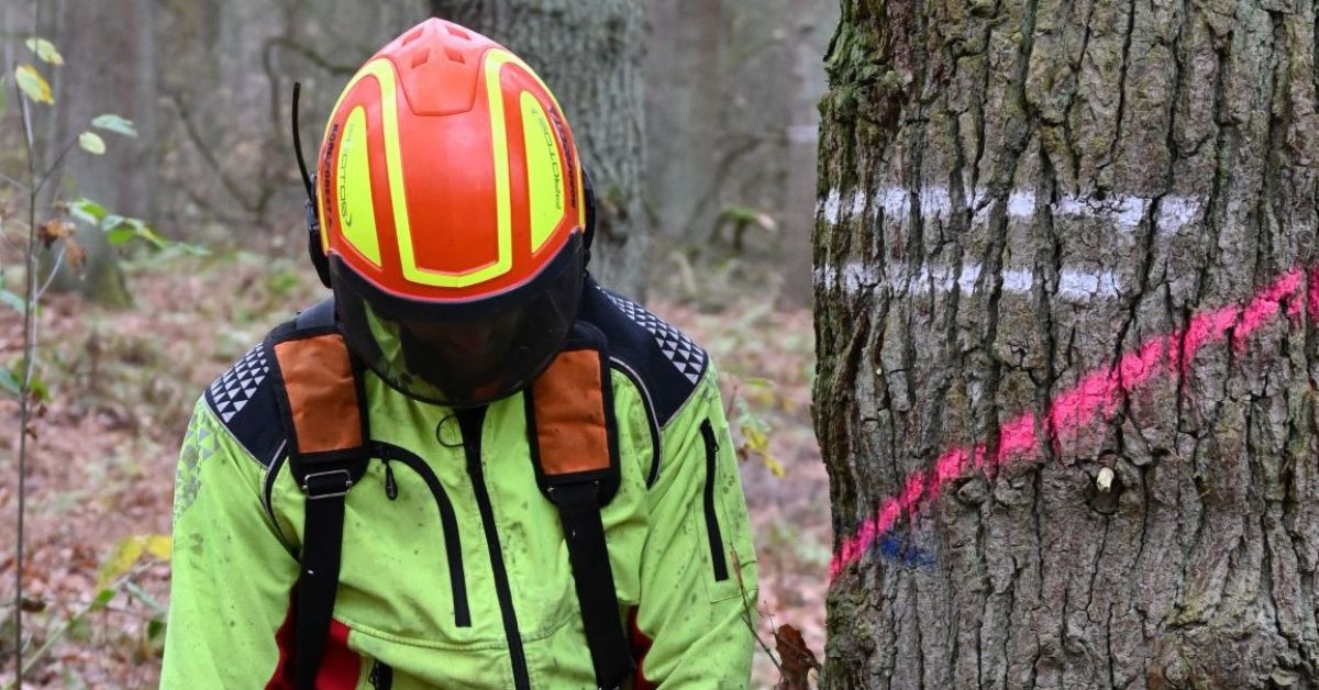 Ein Forstwirt bereitet eine Fällung vor: Bevor er die Höhe, in der er die Säge am Baum ansetzen will, nach unten korrigiert, peilt er die Fällrichtung an. (Bildquelle: Katja Niewienda/Wald und Holz NRW)