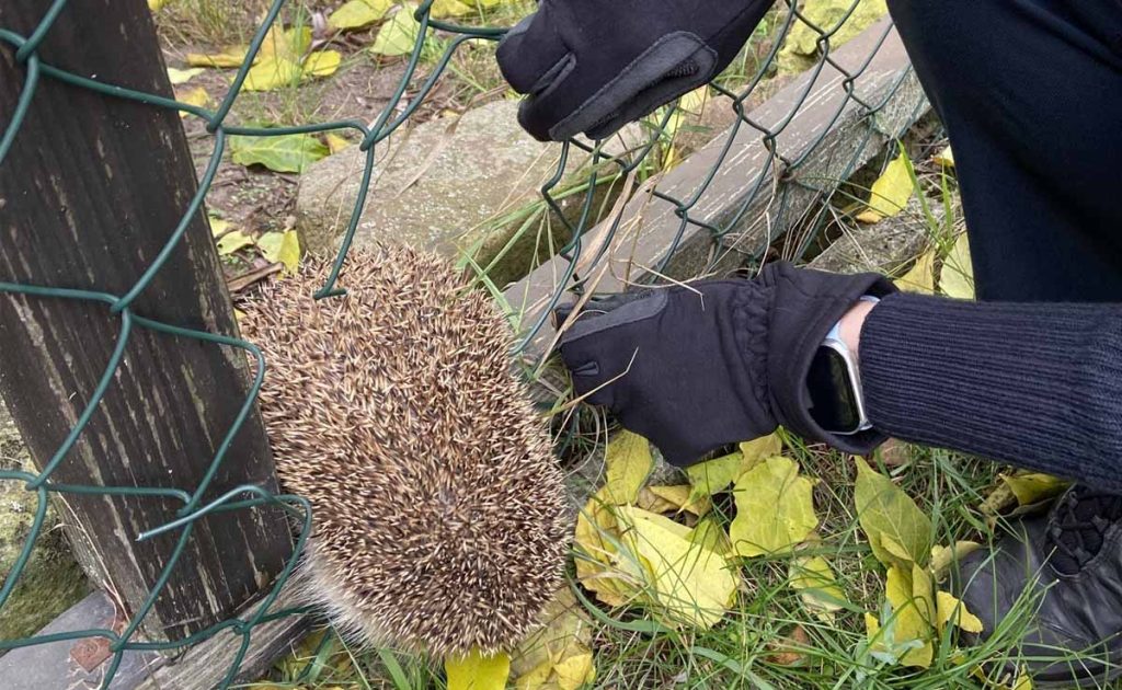 Igel in Not-Gartenzaun