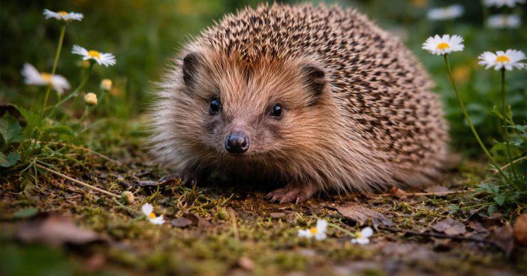 Igel-Challenge