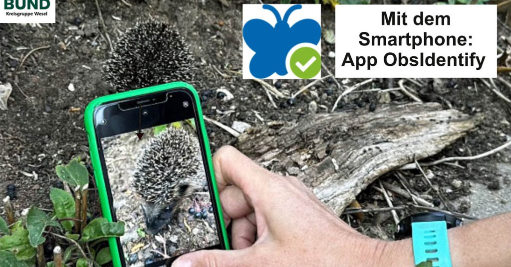 Igel-Challenge mit dem Smartphone