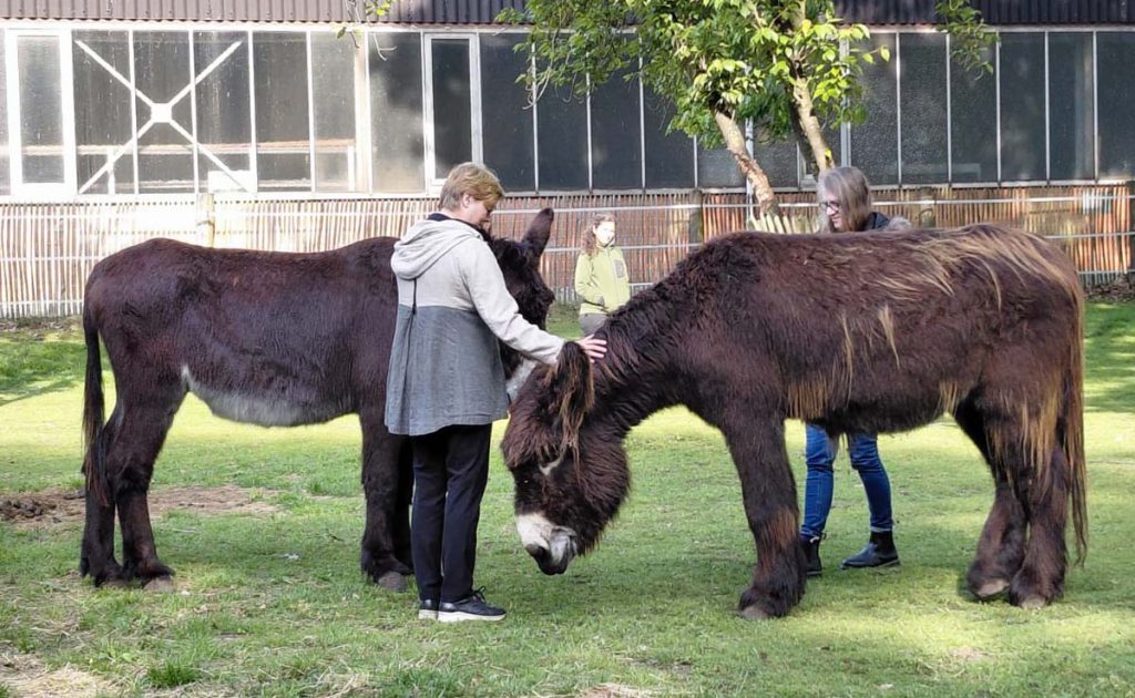 Tiergestützte Therapie stärkt Wohlbefinden